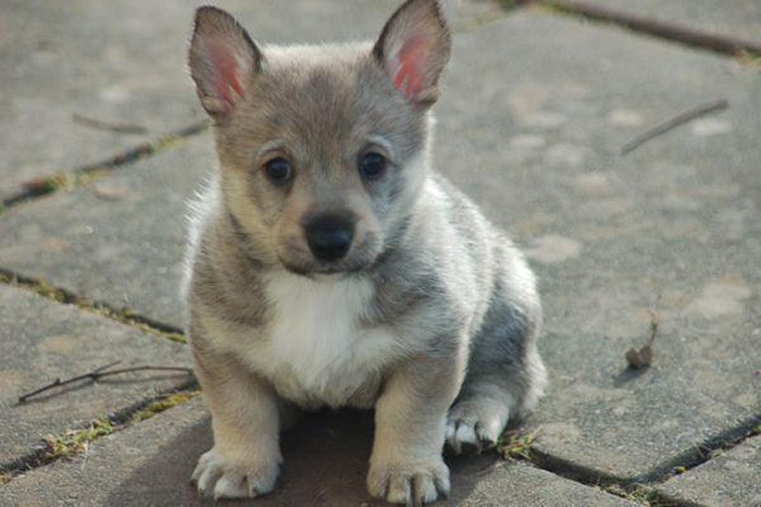 Corgi wolf hot sale hybrid